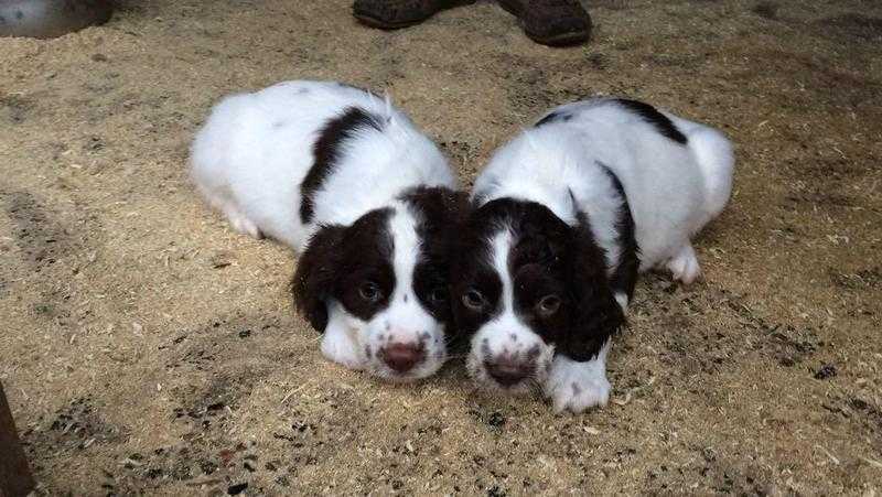 English spinger Spaniel