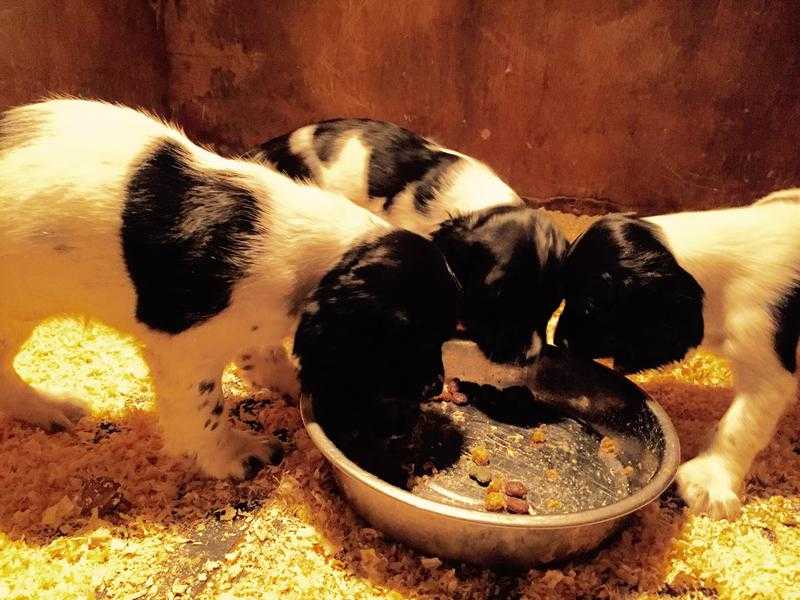 English springer spaniel