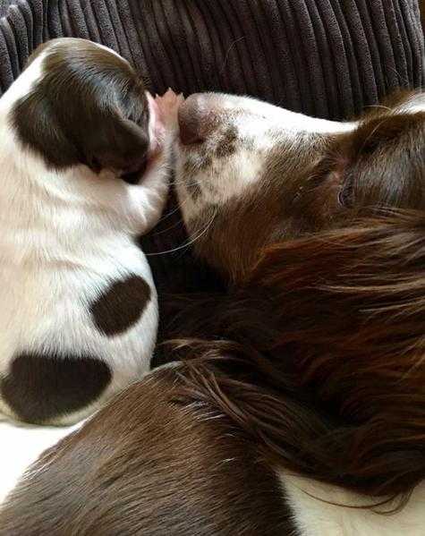 English Springer Spaniel Puppies