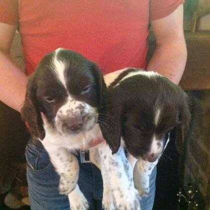 English Springer Spaniel Puppies