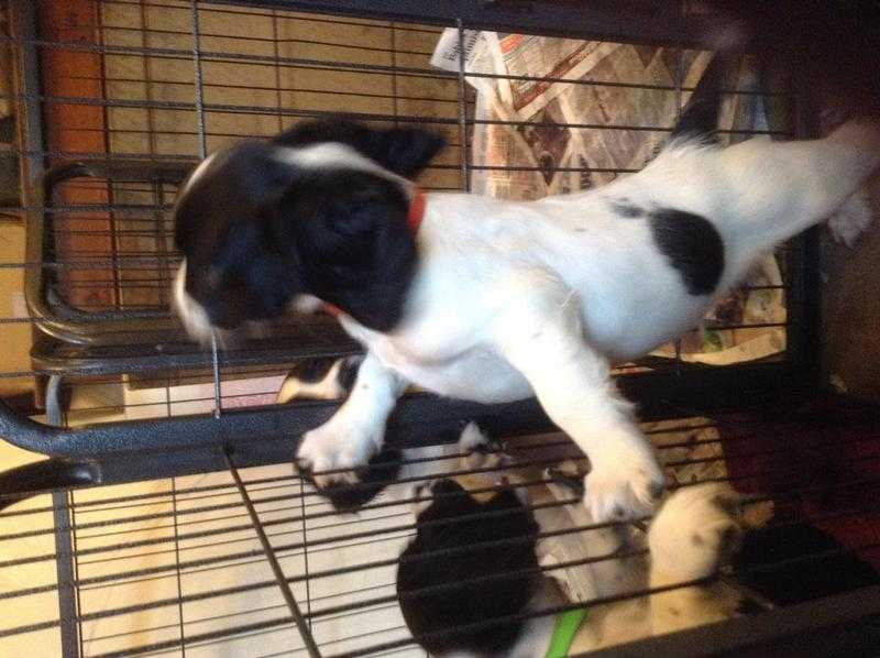 English Springer Spaniel Puppies