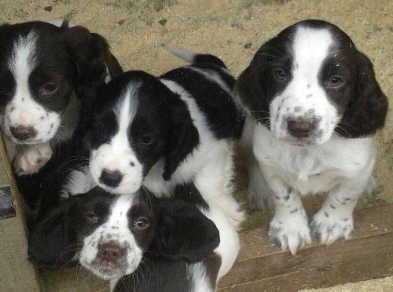 English Springer Spaniel Puppies