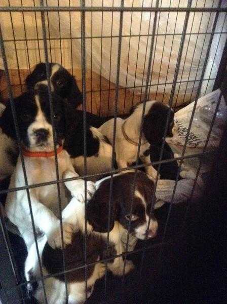 English Springer Spaniel Puppies