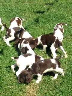 English Springer Spaniel Puppies For Sale