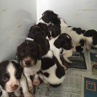 English Springer Spaniel Puppies For Sale