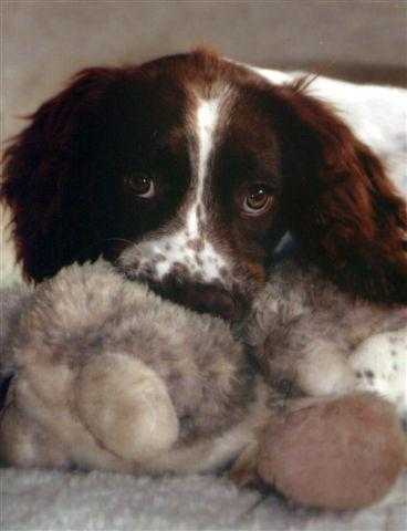 ENGLISH SPRINGER SPANIEL PUPS