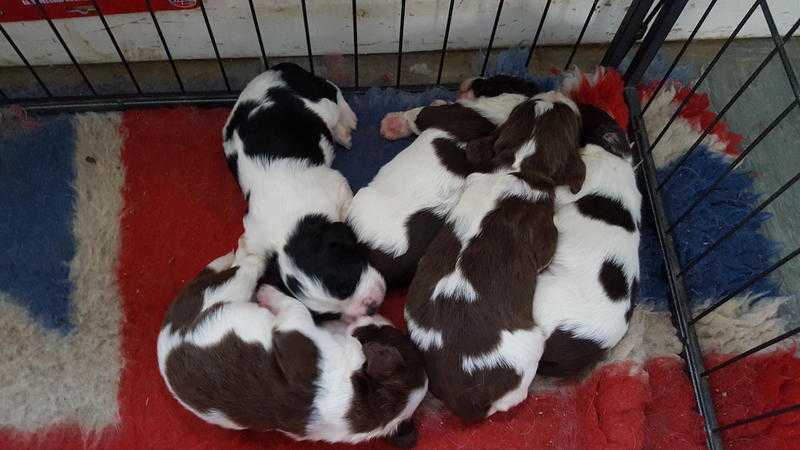 English Springer spaniel READY NOW