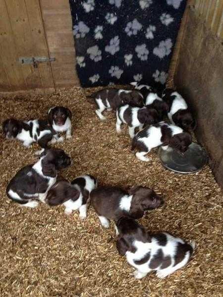 English working  springer spaniel legally docked.