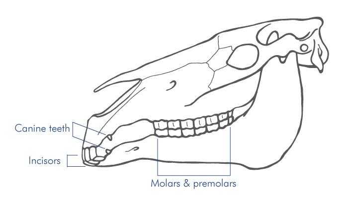 Equine Dentist Available for appointments throughout Sussex