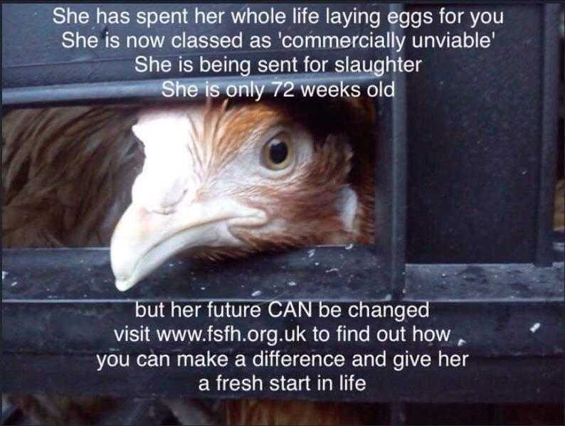 Ex commercial hens for Rehome through Fresh Start for Hens