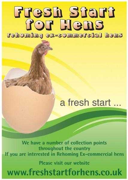 Ex-commercial hens rehoming. Exeter collection point  13th August