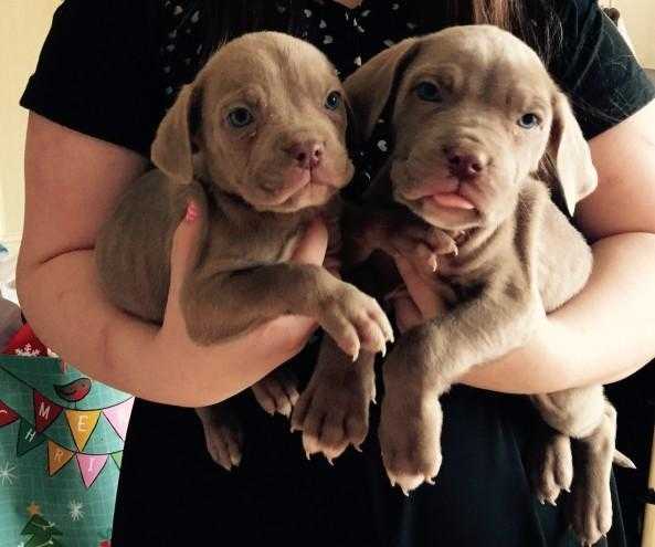 Excellent amp Active True Fantastic Blue Neapolitan Mastiff Pups