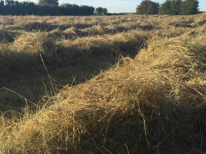 Excellent Quality Hay Bales