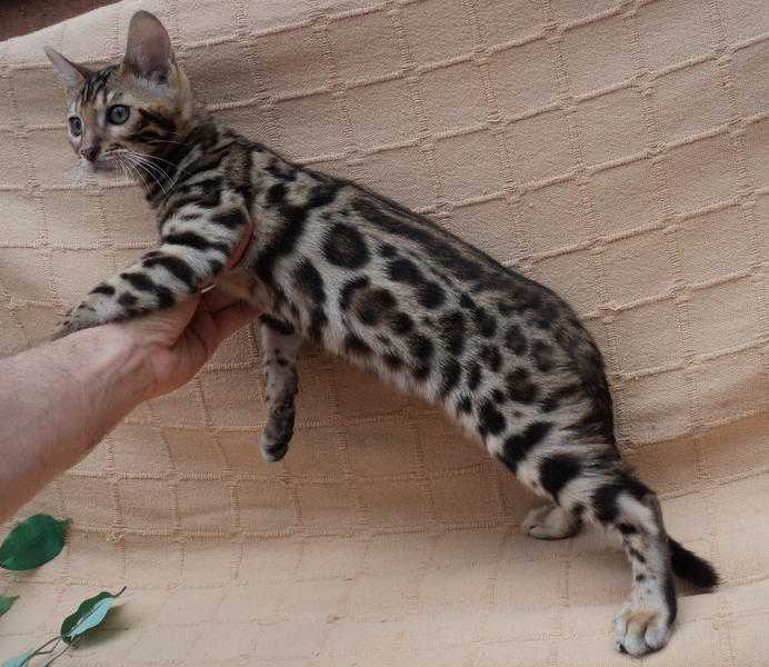 Exceptional Bengals Kittens Available from Championship bloodlines