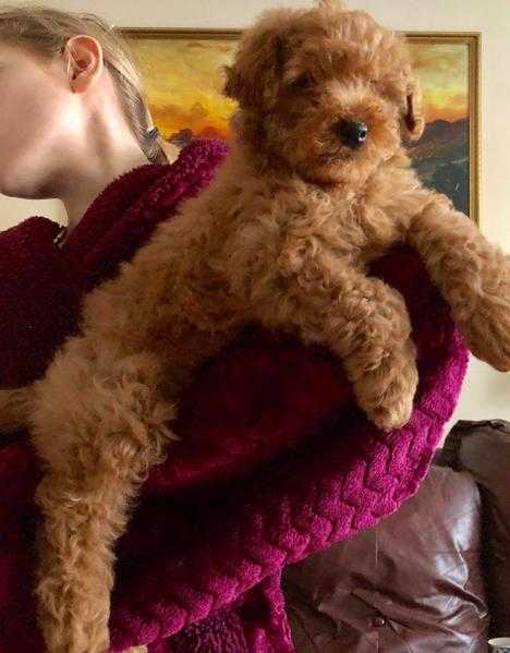 Exclusive RED Toy Poodle PRA - PRCD clear 2 Boys Ready now