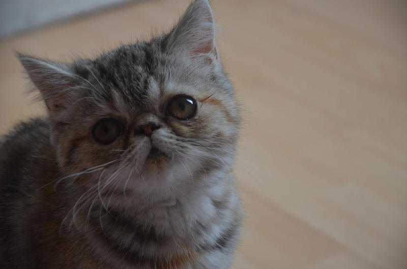 Exotic shorthair kittens