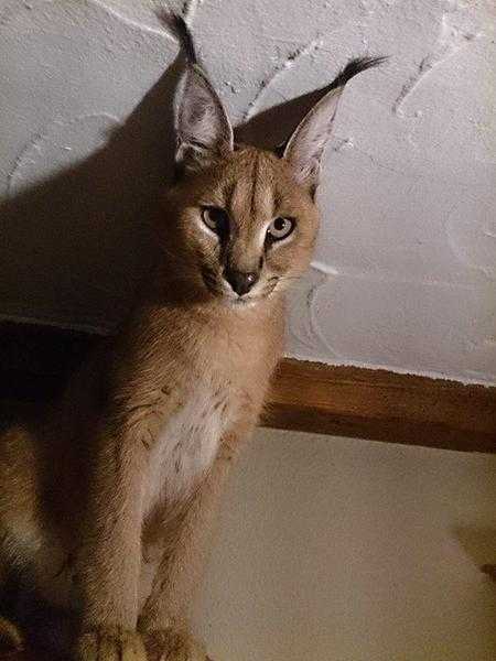 exotics serval, caracal, ocelot and savannah kittens available