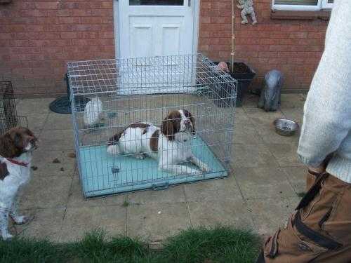 Extra large 2 door dog crate