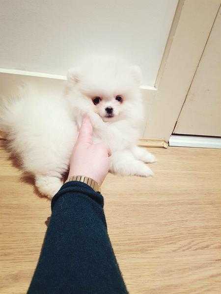 Extra small teddy bear type white miniature Pomeranian boy - super cute