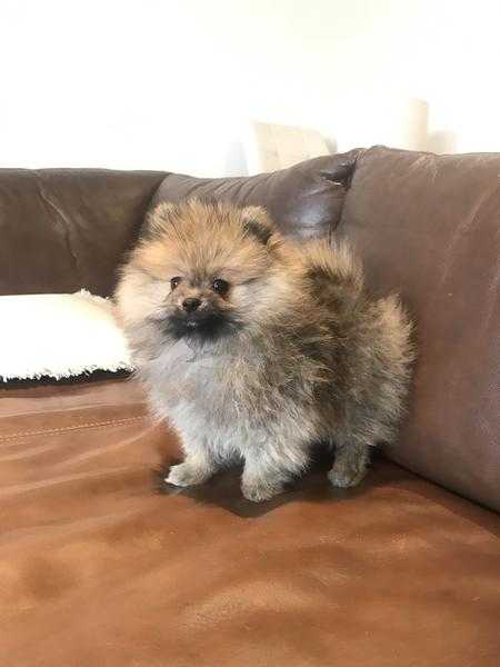 Extremely cute fluffy miniature Pomeranian boy