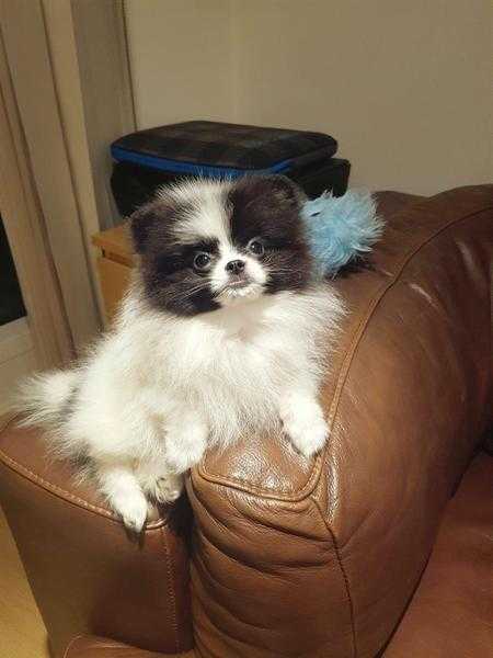 Extremely cute one of a kind teacup Pomeranian girl