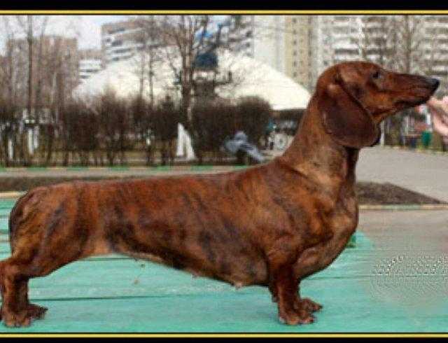 Extremely good quality dachshund female available