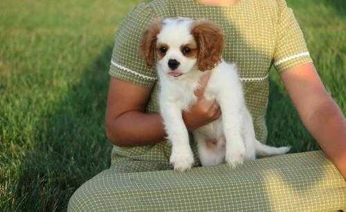 EXTREMELY GORGEOUS PUPS READY NOW1 Dog  1 Bitch Cavalier King Charles Pups For Sale