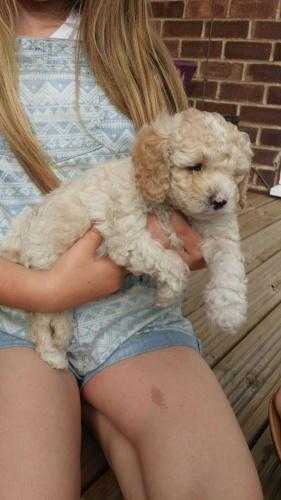 ))F1 B American BloodlinesDNAPRA Clear,Ready Now 6 Beautiful Cockerpoo Puppies