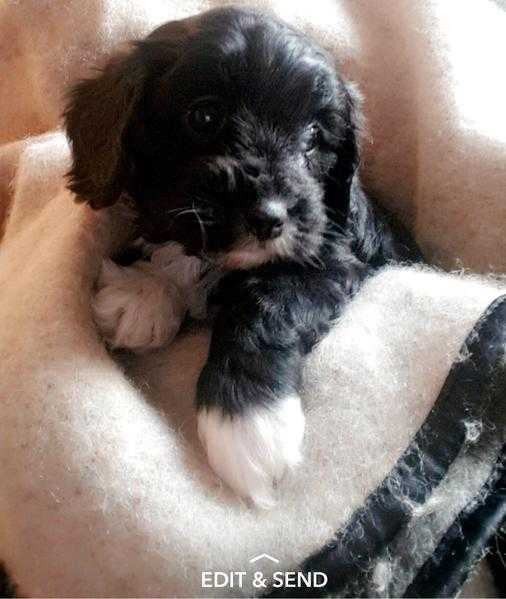 f1 cavapoo little girls