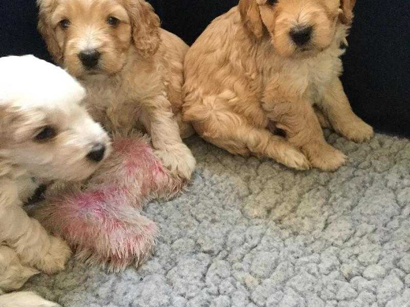 F1 cavapoo puppies 100 home bred DNA tests