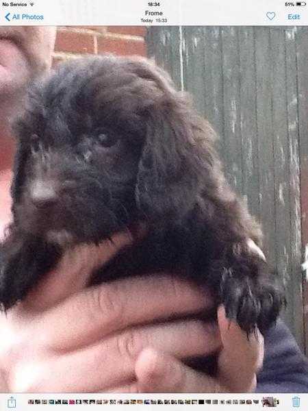 F1 cockapoo puppies