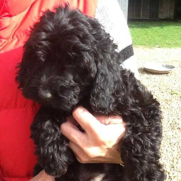 F1 Cockapoo puppies