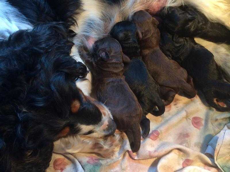 F1 Cockapoo puppies (fully health tested)
