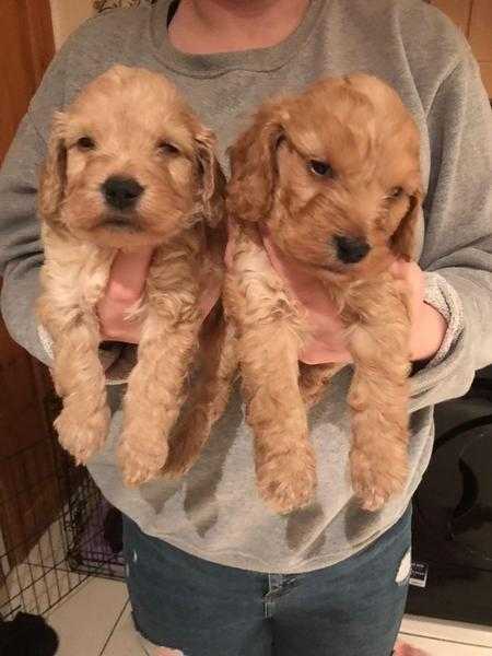 f1 cockapoo puppys