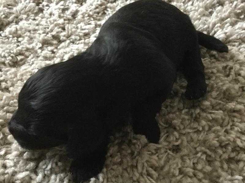 F1 Cockerpoo black boy puppy for sale, ready mid October