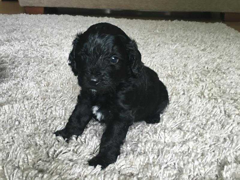 F1 Cockerpoo Puppy black boy