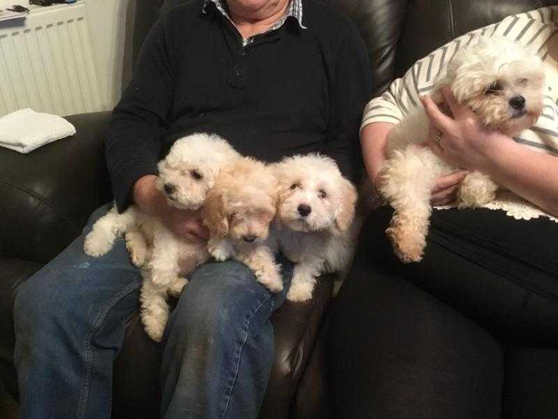 F1 POOCHON PUPS FOR SALE-NON. MOULTING