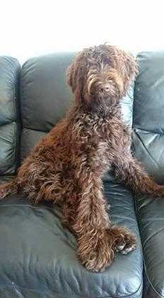 F1B LABRADOODLE PUPPYS GLASGOW 850