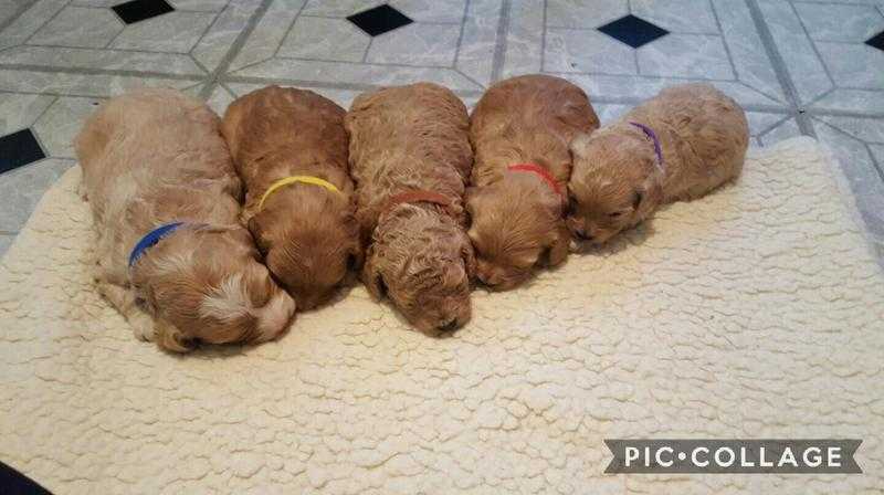 F2 Cavapoo puppies