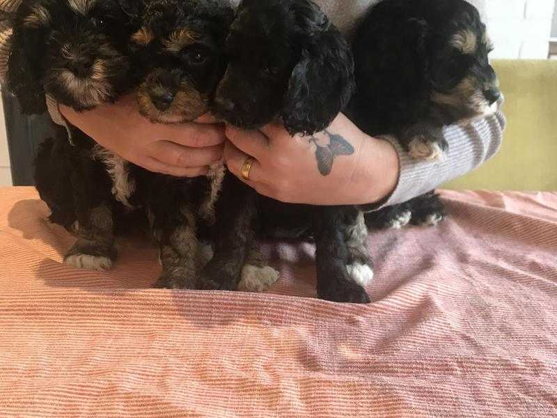 F2 COCKAPOO PUPPIES