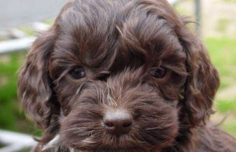 F2 cockapoo puppys 9 weeks old