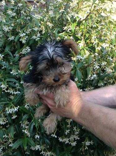 Fab little Yorkie