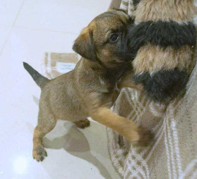 Fabulous Border Terrier puppies