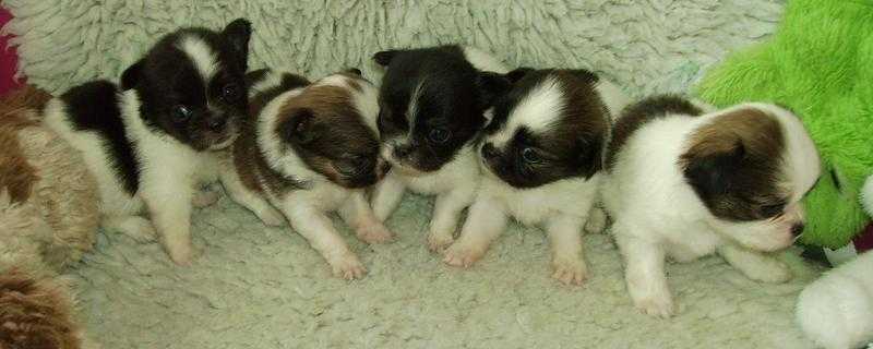 Fabulous Chichinese Puppies (Chihuahua x Japanese ChinPekingese)