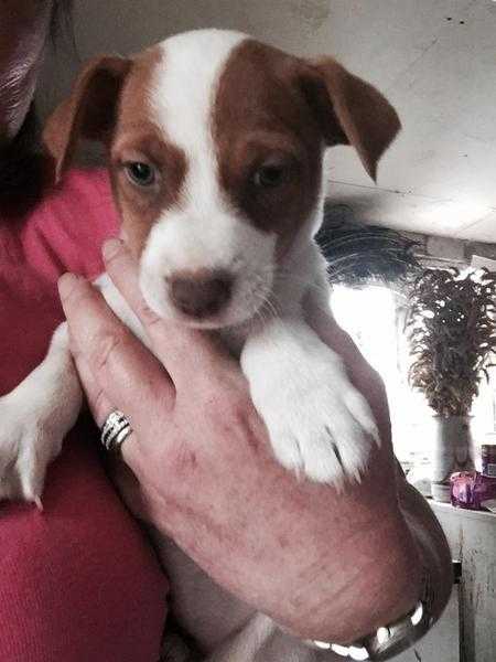 Fabulous little Jack Russell puppies.