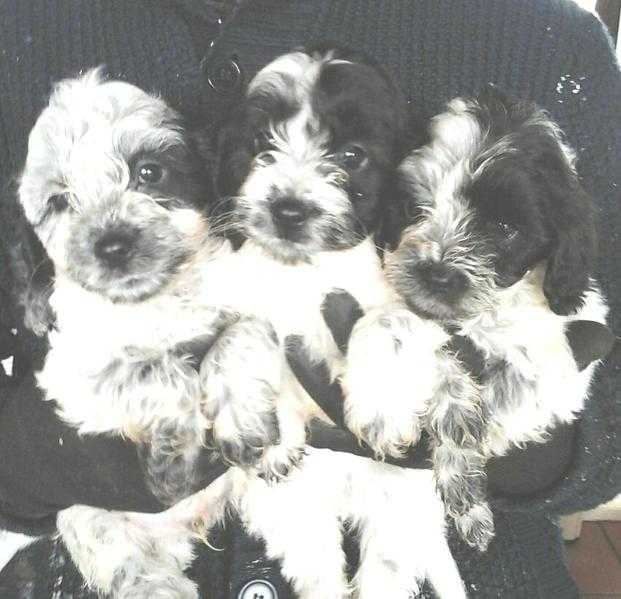 fantastic cockerpoo puppies for sale