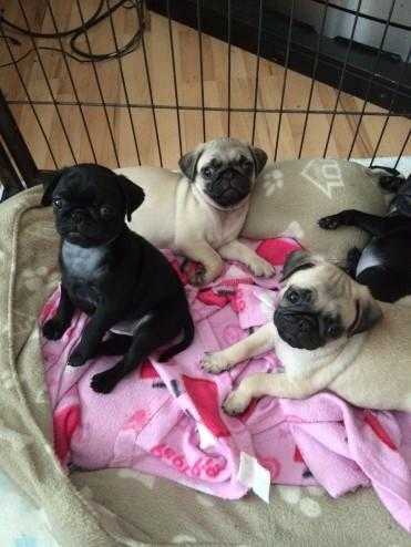 Fantastic Fawn amp Black Bambampe Pug Puppies Now For Cute Families
