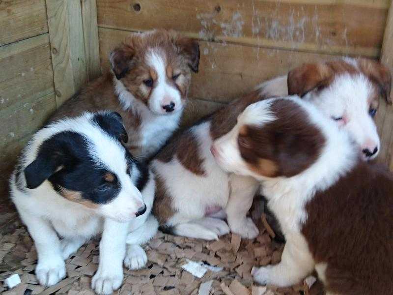 Farm Bred Quality Collie Pups from working parents..