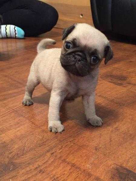 Fawn Pug Puppies READY NOW