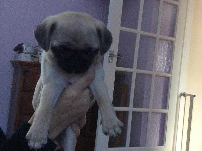 Fawn pug puppy